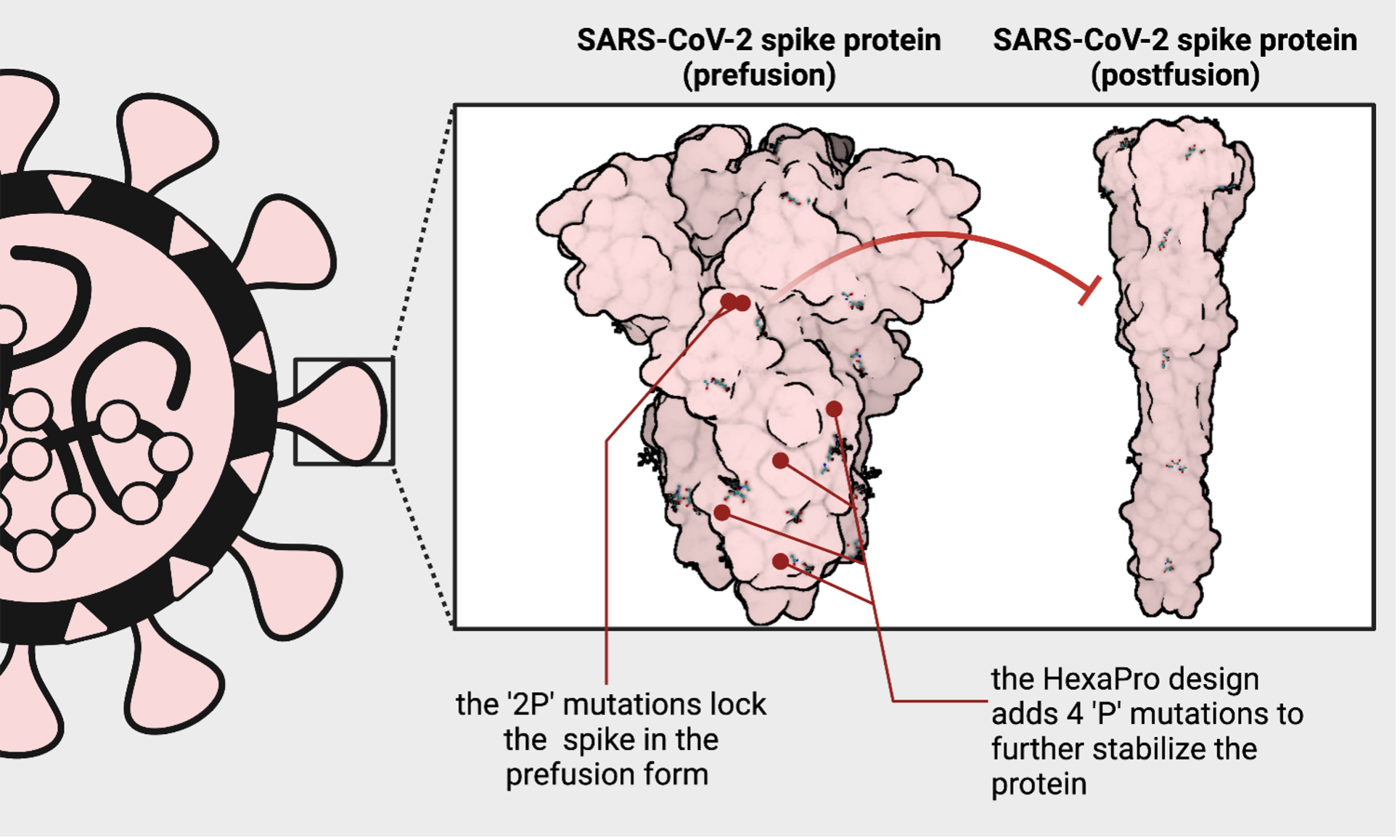 It took a weekend to design a COVID19 vaccine, and why we might not be prepared next time